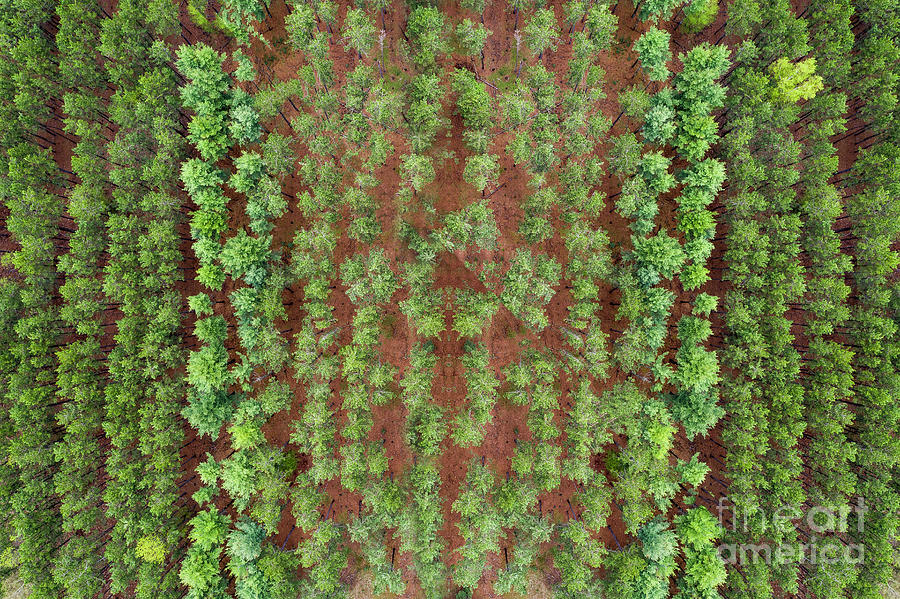 Manistee Photograph - Michigan Pine Rows Aerial by Twenty Two North Photography Manistee Photograph - Michigan Pine Rows Aerial by Twenty Two North Photography