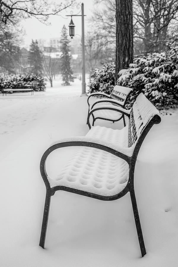 Michigan State University Bench in Winter  Photograph by John McGraw