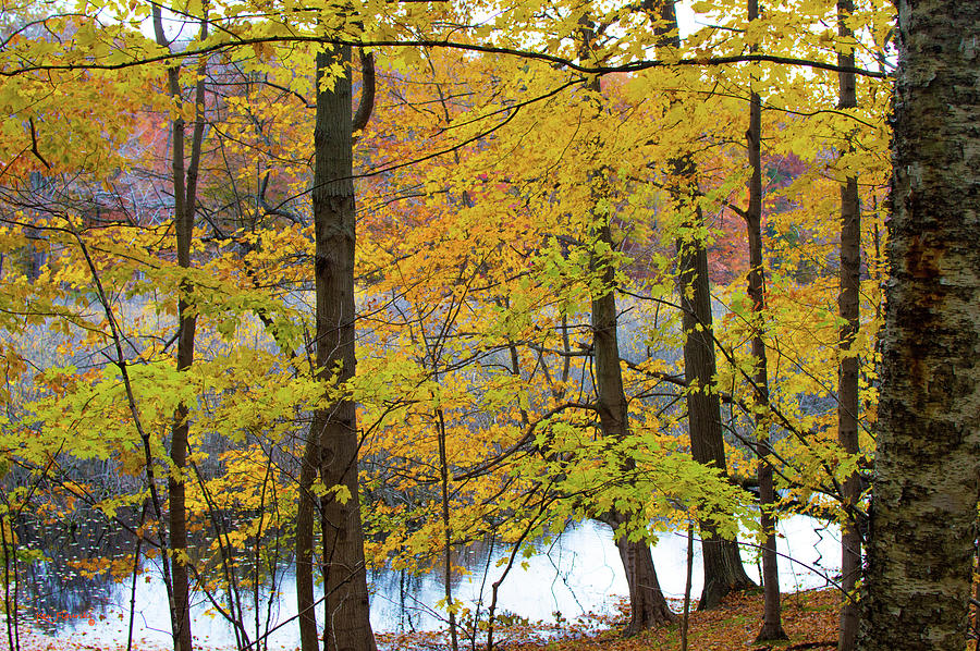 Michigan Through The Trees During Autumn Photograph by Ken Figurski