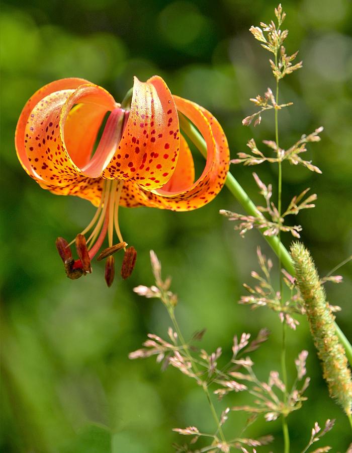 Michigan Tiger Lily Photograph by Roxanne Distad | Fine Art America