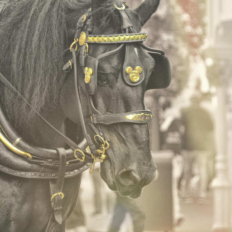 Mickeys Ride Photograph by Dressage Design