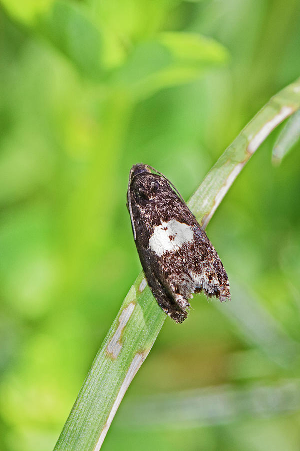 Micro-moth Sutcliffe Park Nature Reserve, Eltham, London Photograph by ...