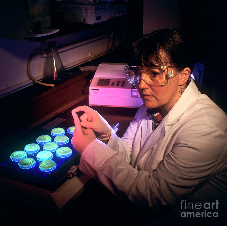 Microbiological Research Photograph by Brian Bell/science Photo Library