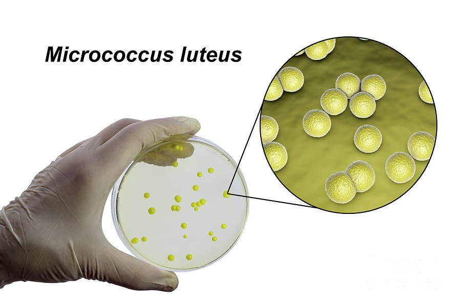 Micrococcus Luteus Bacteria Photograph By Kateryna Kon Science Photo ...