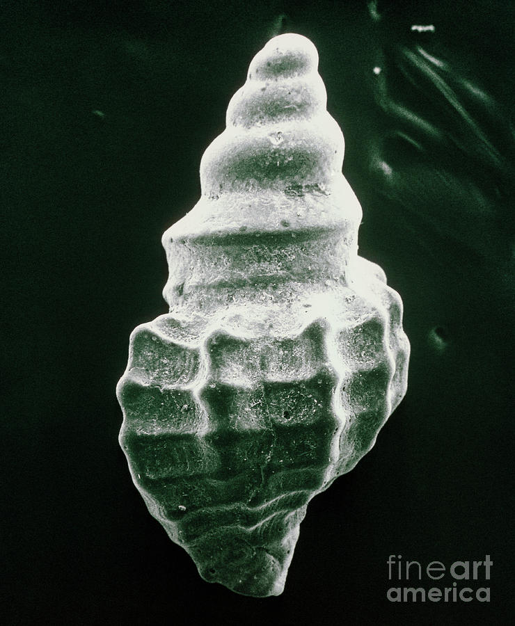Microfossil Shell Photograph by Professor Anne Smith/science Photo Library