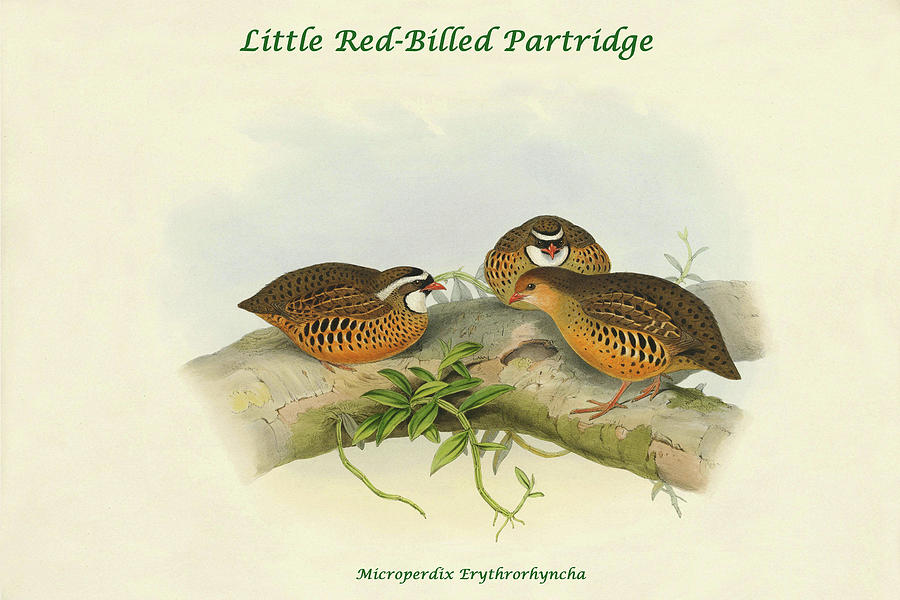 Microperdix Erythrorhyncha - Little Red-Billed Partridge Painting by John Gould Microperdix Erythrorhyncha - Little Red-Billed Partridge Painting by John Gould