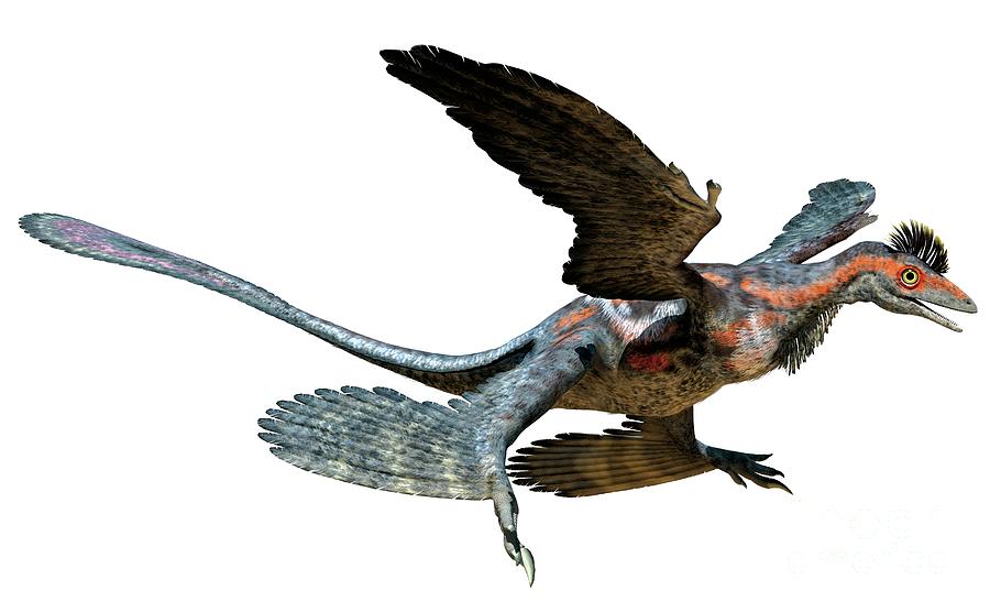 Microraptor Photograph by Carlton Publishing Group/science Photo Library