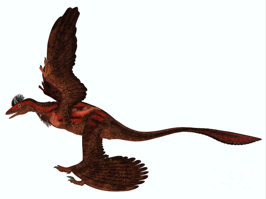 Microraptor Side Profile Digital Art by Corey Ford