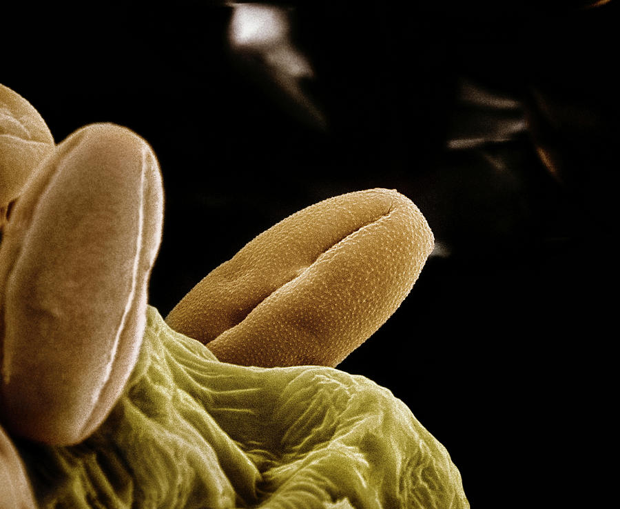 Nature Digital Art - Microscopic View Of Chili Pepper Pollen by Albert Lleal Moya