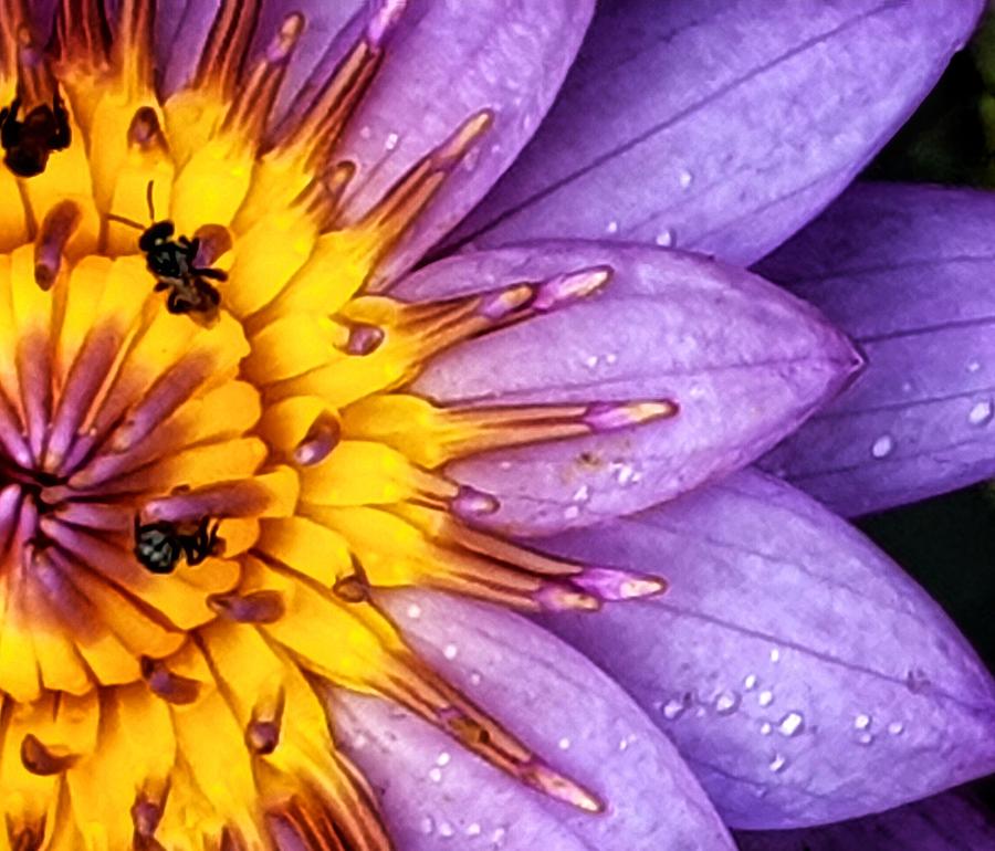 Microview Of Water Lily Photograph