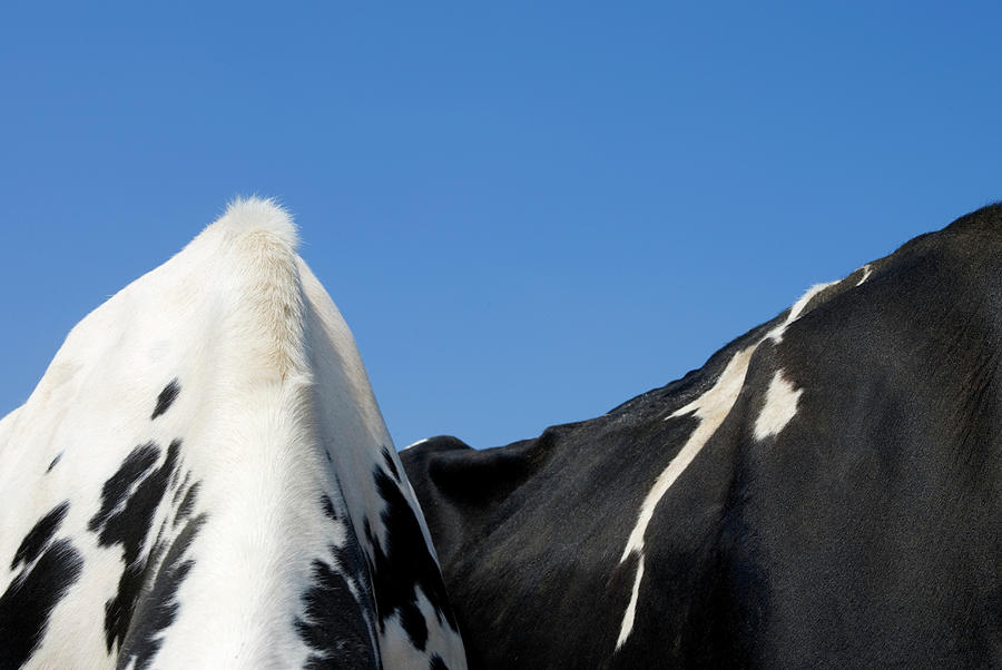 Mid Section Of Two Holstein Cows Photograph by Jonathan Kirn