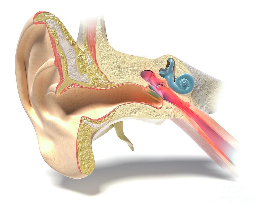 Middle Ear Infection Photograph by Medical Graphics/michael Hoffmann/science Photo Library