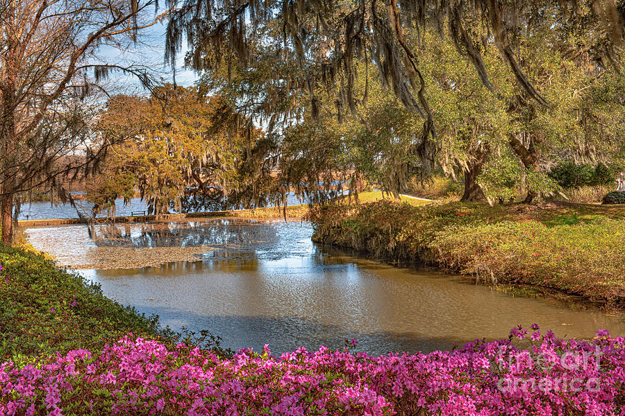 Middleton Place - Blooming Azaleias Photograph by Dale Powell