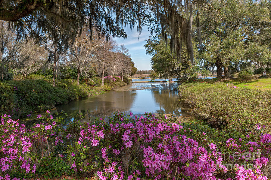 Middleton Plantation Grounds - Spring Blooming Photograph by Dale Powell