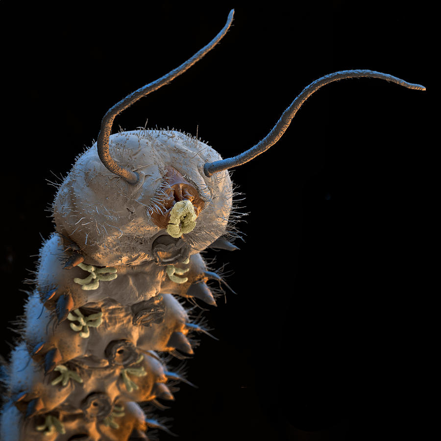 Midge Larva, Sem Photograph by Meckes/ottawa