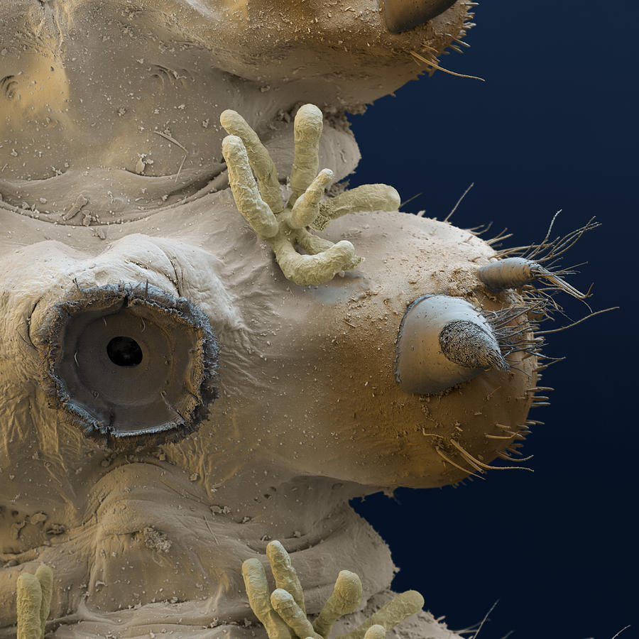 Midge Larva, Suction Cup And Leg, Sem Photograph by Meckes/ottawa
