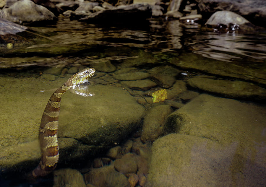 Midland Water Snake Nerodia Sipedon Photograph by Dante Fenolio
