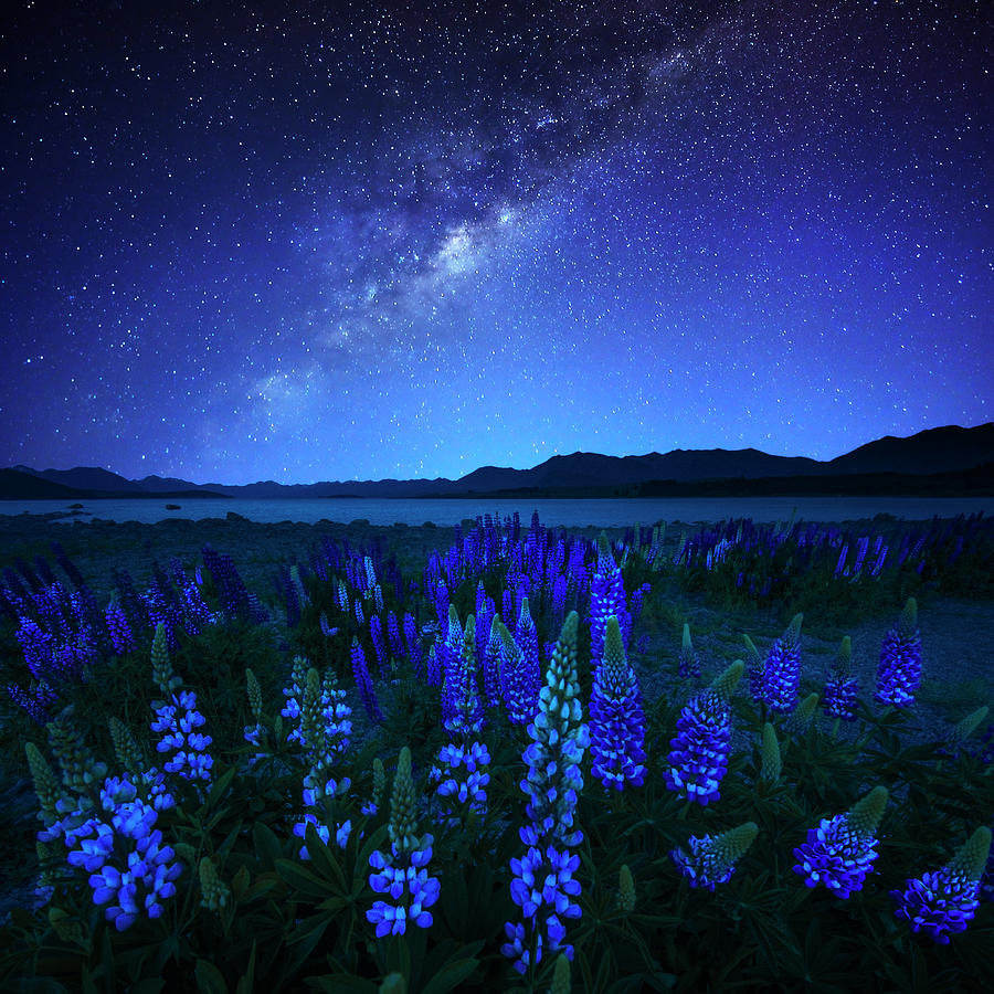 Midnight Blue Photograph by Atomiczen