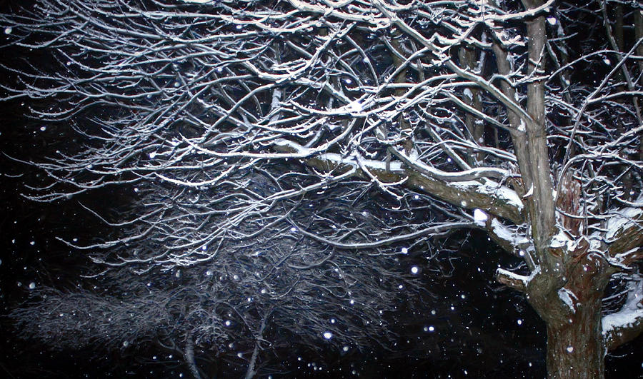 Midnight in Winter Photograph by Susan Hope Finley