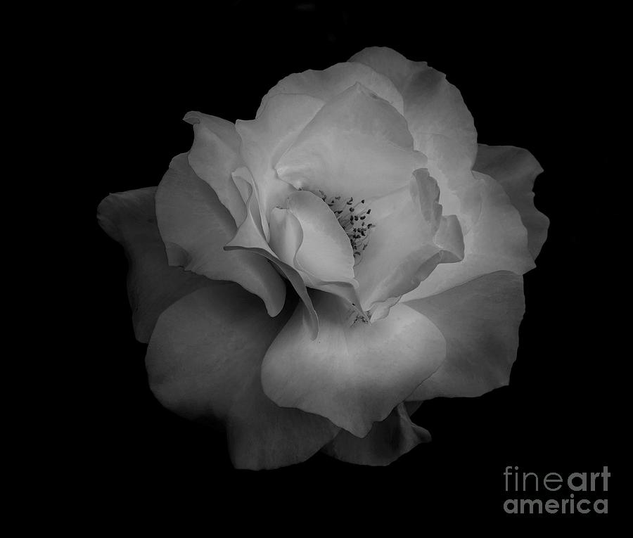 Midnight Rose by Jaime Miller Midnight Rose by Jaime Miller