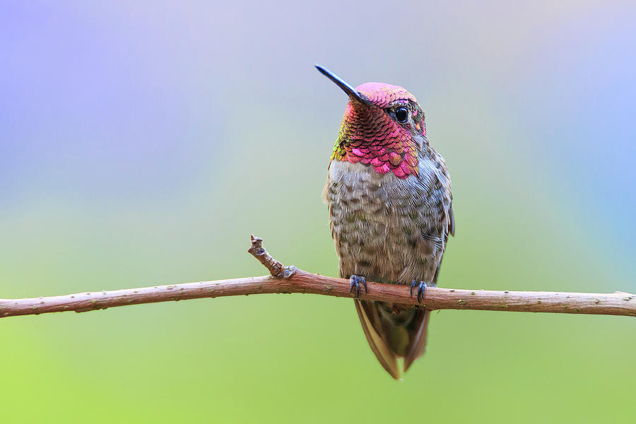 Midsummer Nights Dream III - Male Annas Hummingbird Photograph by Briand Sanderson