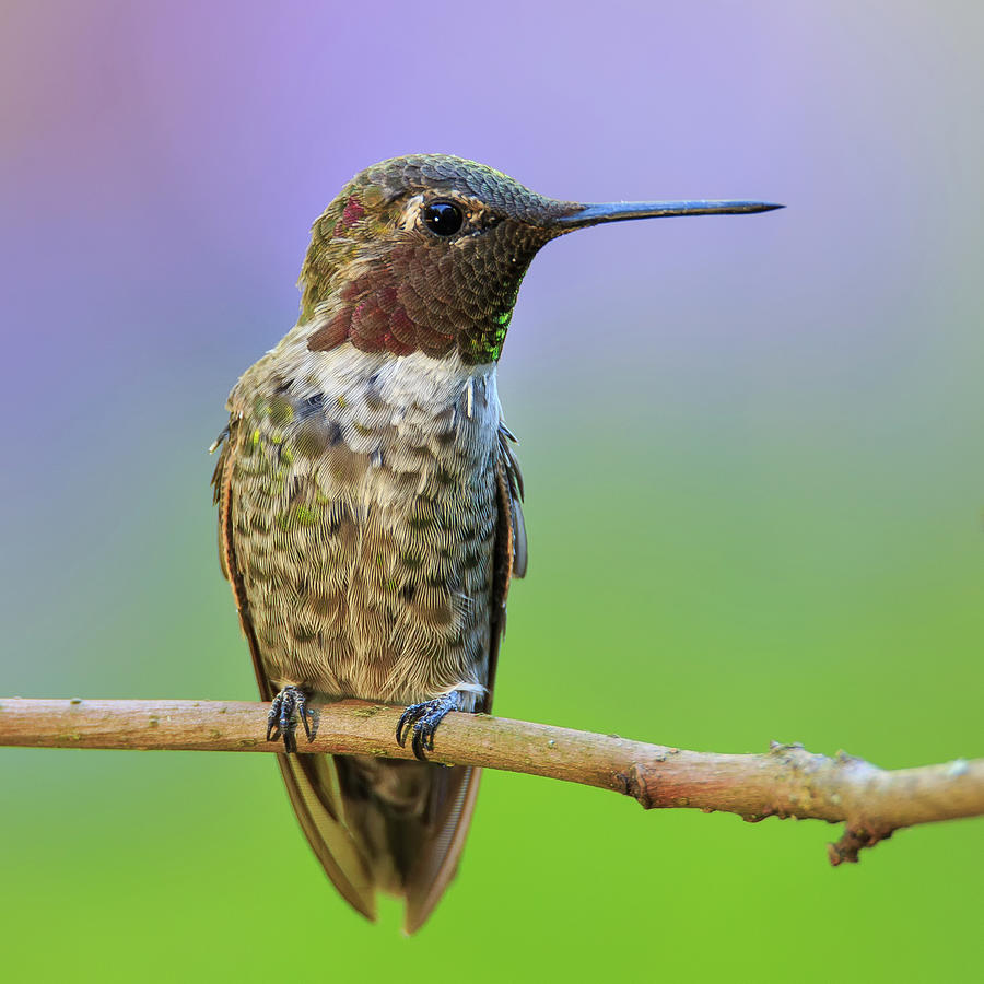 Midsummer Nights Dream IV - Male Annas Hummingbird Photograph by Briand Sanderson