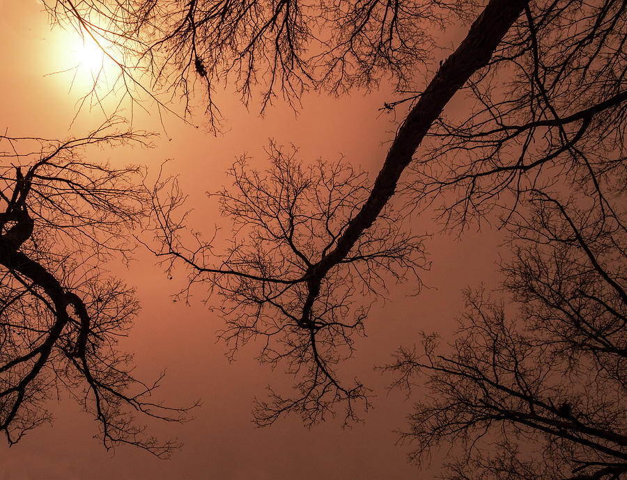Winter Photograph - Midwest Trees on Fire by Jean Noren