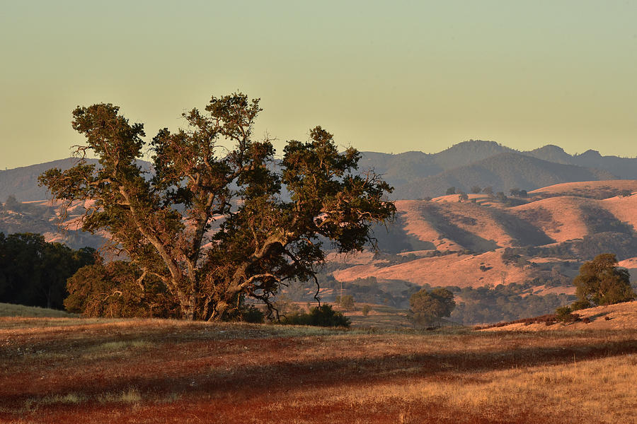 Mighty California Oak Photograph by Cindy McIntyre