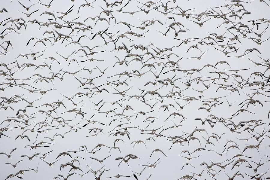 Migrating Pink-footed Geese, Norfolk, Uk Photograph By Tim Graham 