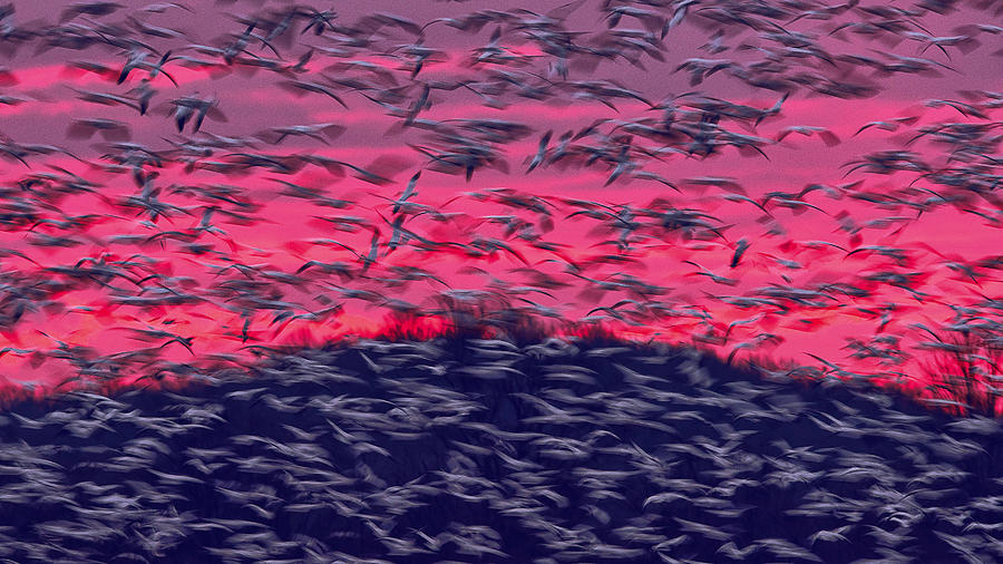 Migrating Snow Geese In Slow Motion Photograph by Jane