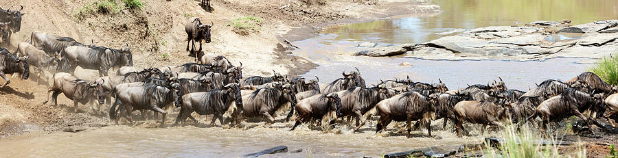 Migration, Group Of Gnus Crossing Mara Photograph by Brittak