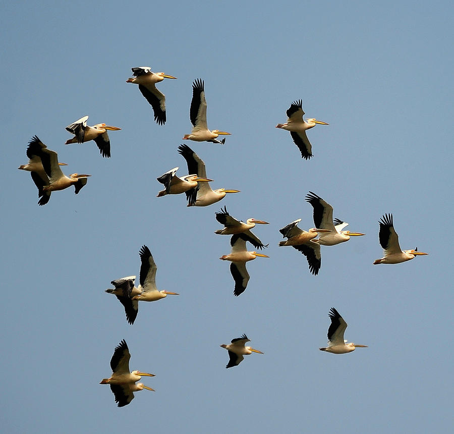 Migration Of Birds Photograph by Haykirdi