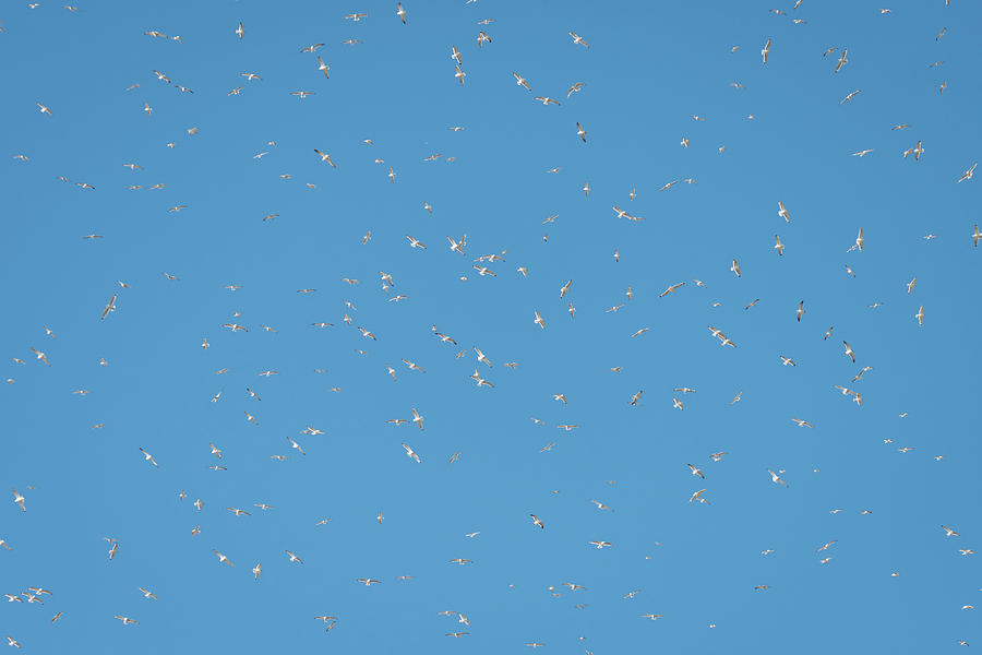 Migration of Seagulls Through Oklahoma Photograph by Debra Martz