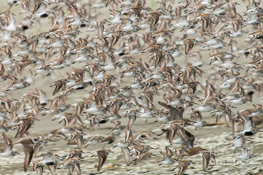 Migration of the Shorebirds by Sonya Lang Migration of the Shorebirds by Sonya Lang