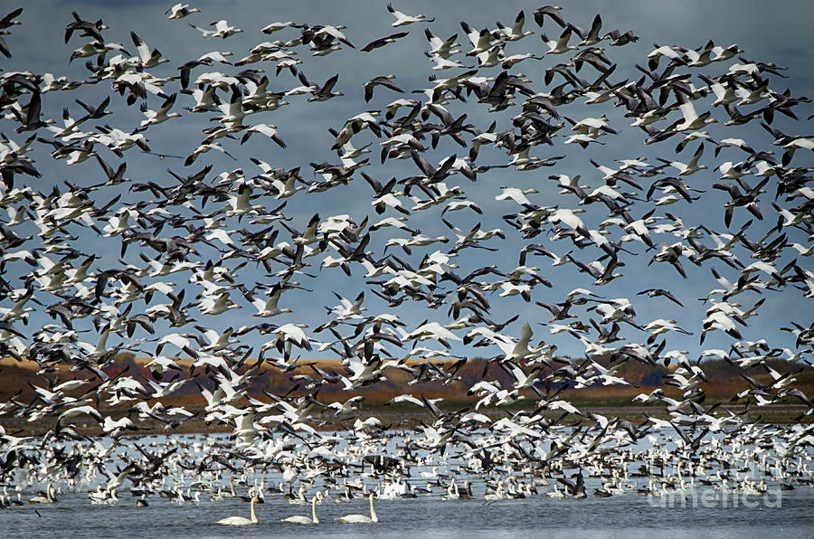Migration Of The Snow Geese 2 Photograph by Bob Christopher