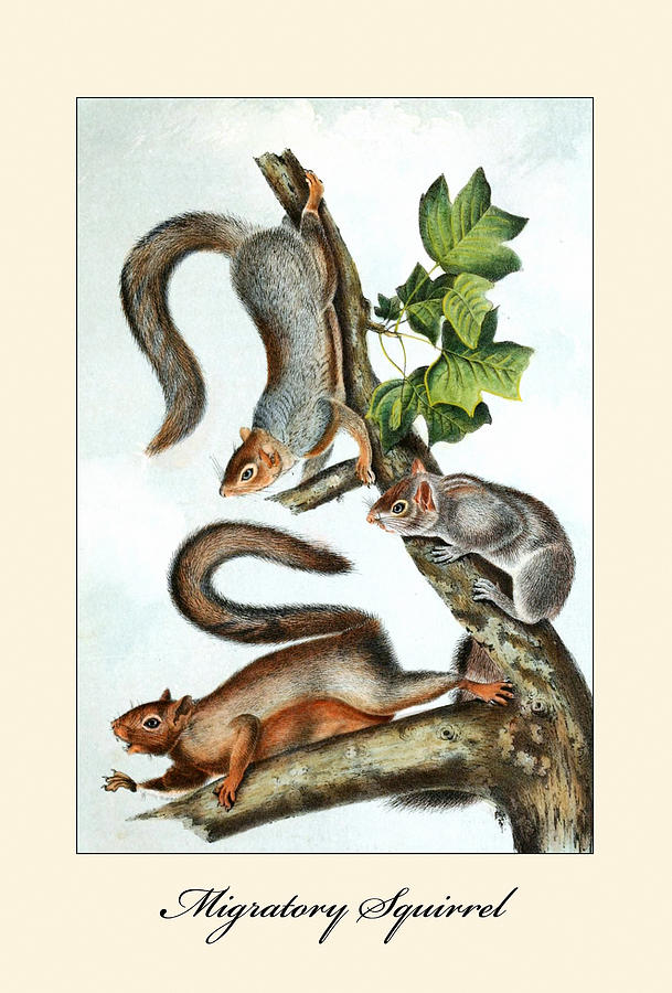 Migratory Squirrel Painting by John Joseph Audubon