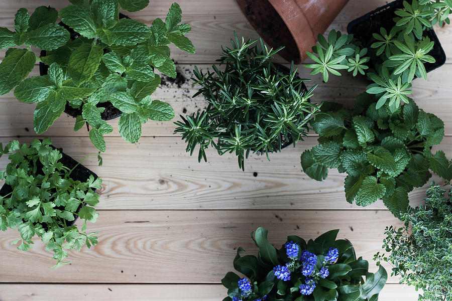Miit, Parsley, Roasemary, Woodruff, Lemon Balm And Thyme Photograph by Emmer Flora