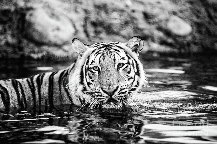 Mike VII Morning Swim - BW Photograph by Scott Pellegrin