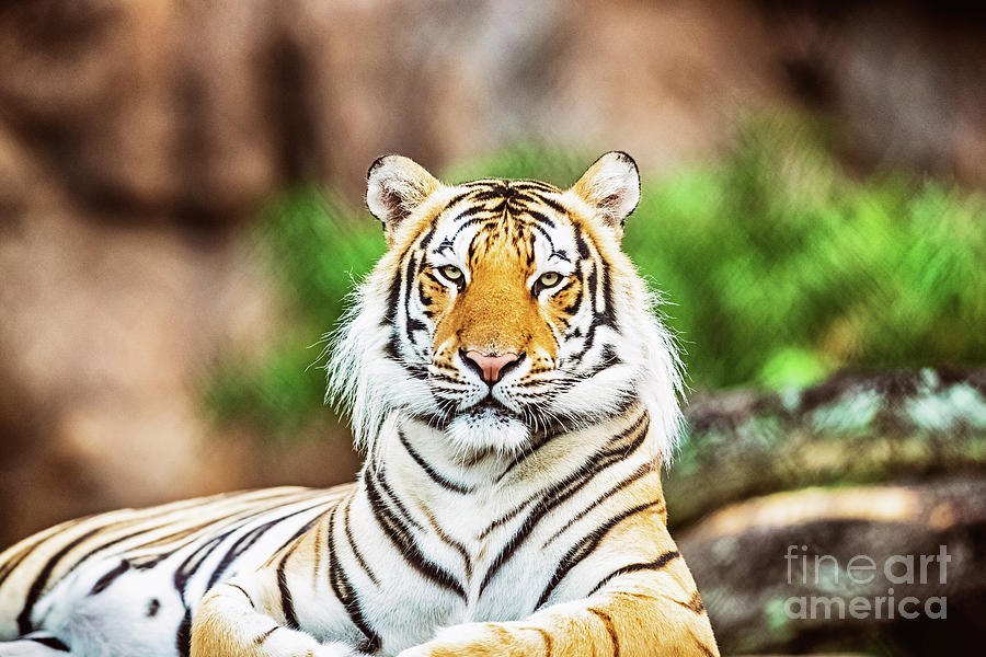 Mike VII - Stately Photograph by Scott Pellegrin