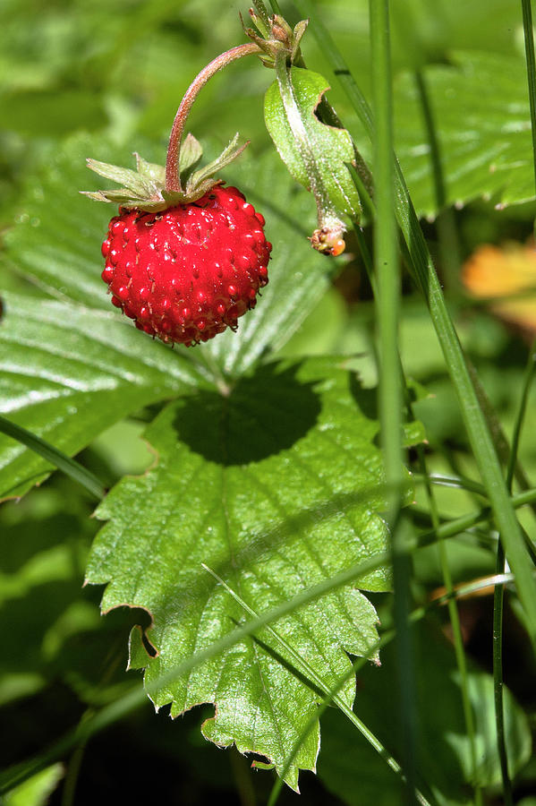 Mikolajki Wild Strawberry Near Warmia-masuria, Poland Photograph by Jalag / Lukas Sprl