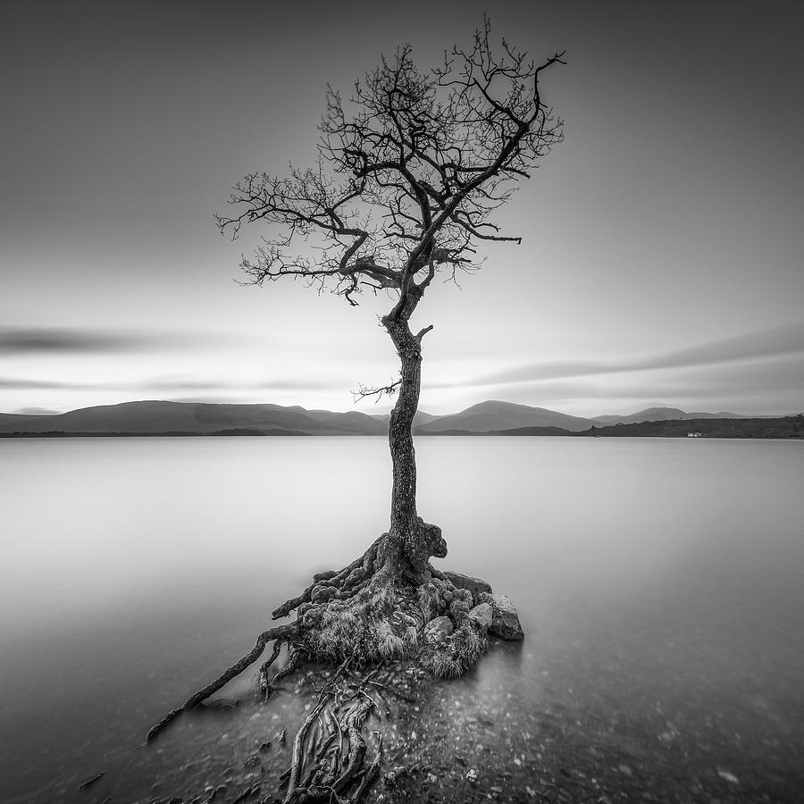 Milarrochy Tree, Loch Lomond Photograph by Scott Alexander