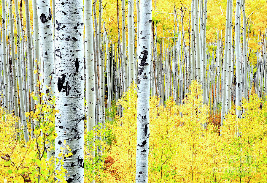 Miles of Gold Photograph by The Forests Edge Photography - Diane Sandoval