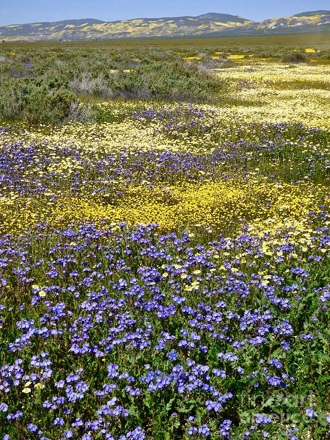 Miles of Super Bloom Photograph by Amelia Racca
