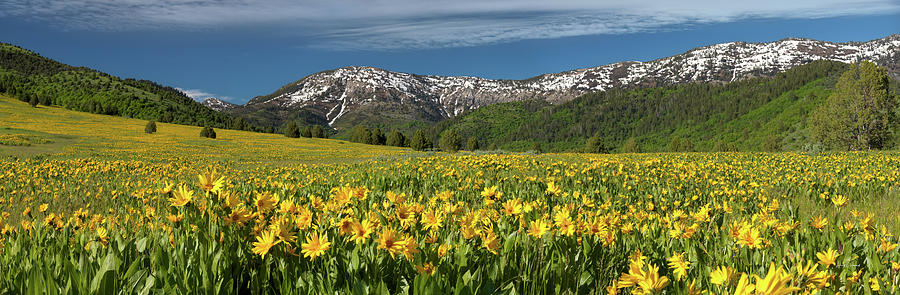 Miles of Yellow Photograph by Leland D Howard