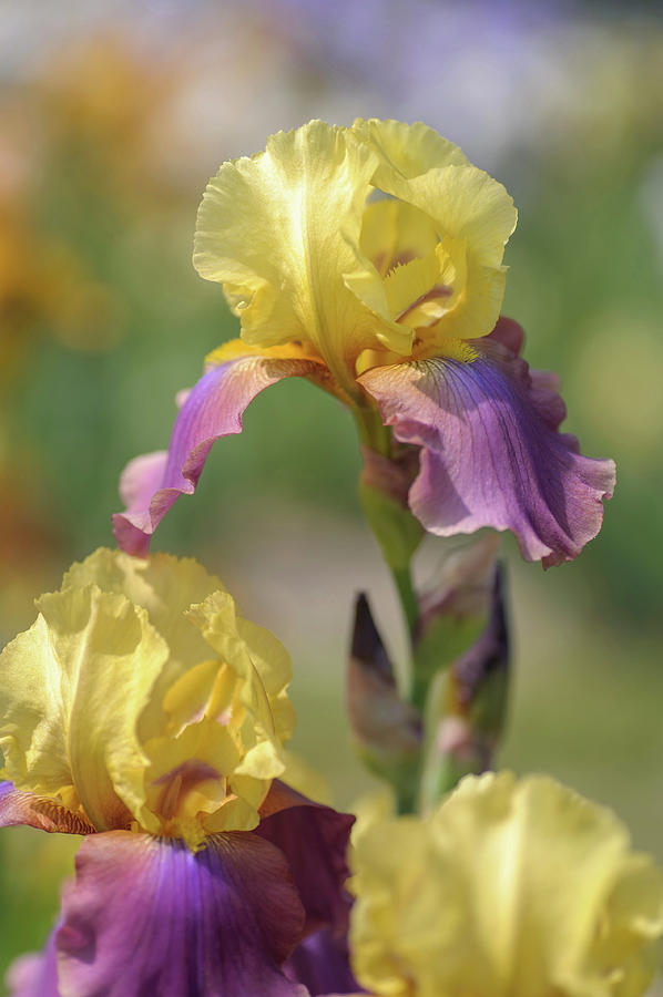 Milestone 1. The Beauty Of Irises Photograph by Jenny Rainbow