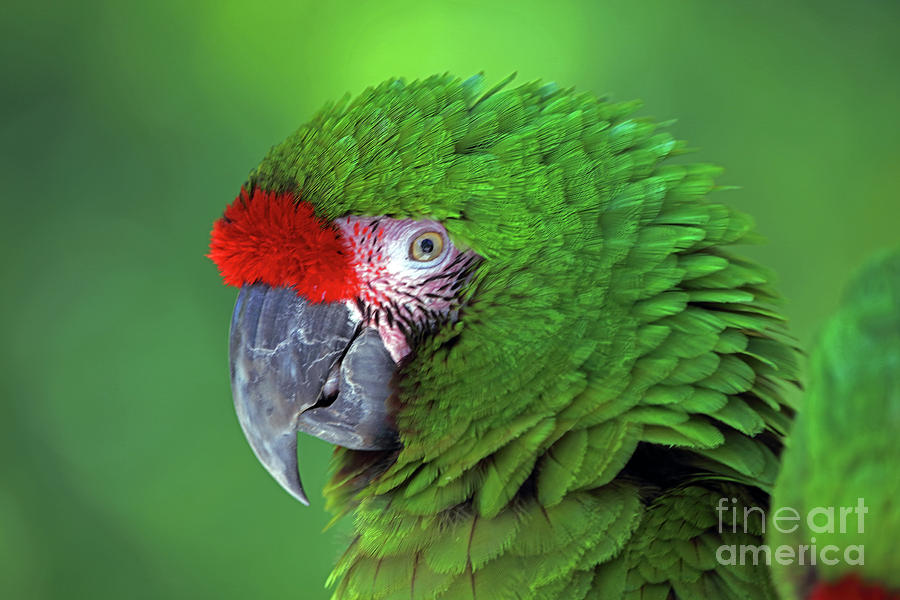 Military Macaw Photograph