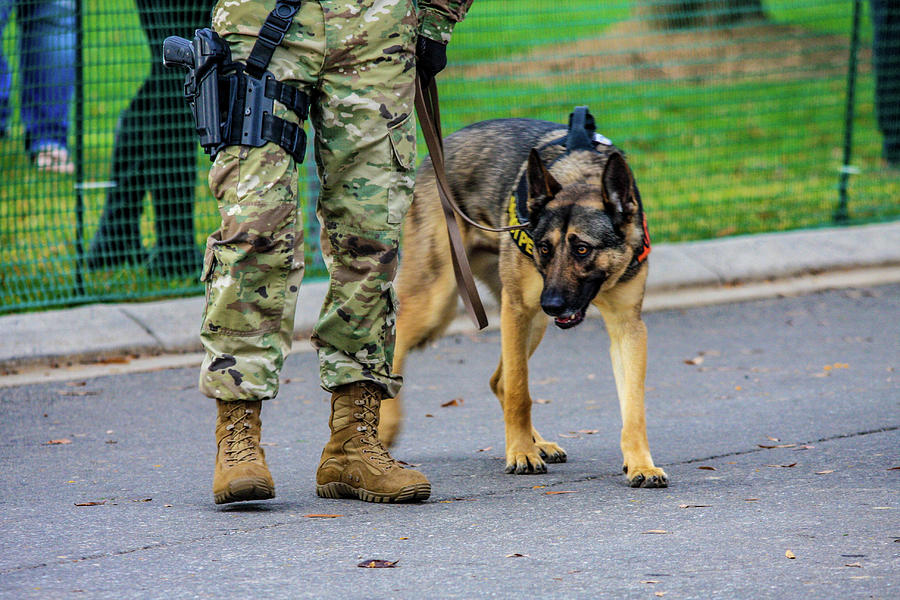 Military Working Dog Photograph by Bill Rogers