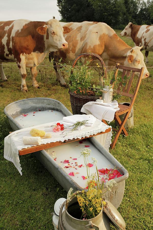 Milk Bath With Rose Petals And Bathing Utensils On Bath Caddy In Meadow With Cows In Background Photograph by Bodo Mertoglu