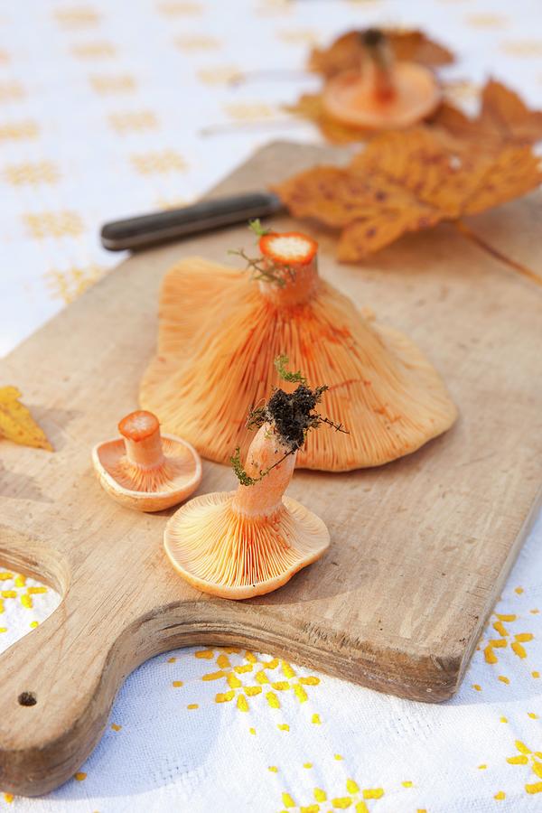 Fall Photograph - Milk Cap Mushroom On A Cutting Board With Autumn Oak Leaves by Lscher, Sabine