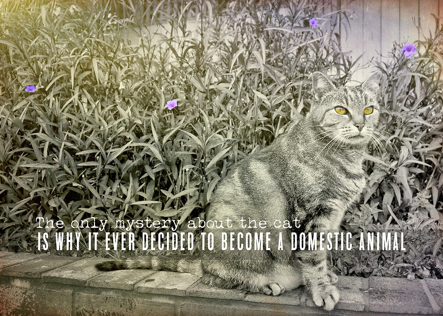 MILK FOR THE CAT quote Photograph by JAMART Photography